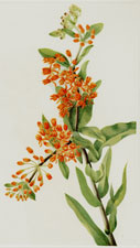 Plate 36 Butterflyweed