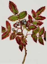 Plate 30 Creeping Hollygrape