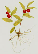 Plate 56a Kruhsea (fruit of Plate 56)