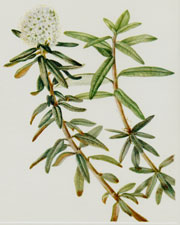 Plate 62 Labrador Tea