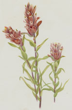 Plate 48 Rose Paintbrush