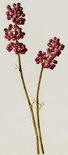 Beautyberry