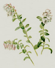 Mountain Cranberry