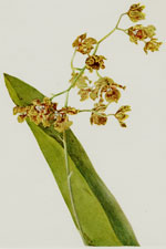 Spotted Cyrtopodium