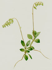 Sidebells Pyrola