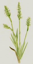 Hooded Ladies-Tresses