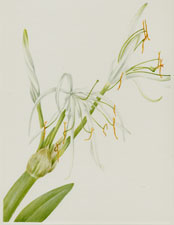 Plate 154 Spiderlily