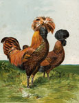 Golden -Spangled Polands