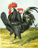 Weir Poultry