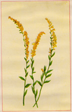 ELM-LEAVED GOLDEN-ROD