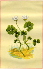 COLUMNAR CONE-FLOWER