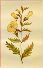 YELLOW FOX-GLOVE