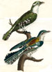 Wilkes's Encyclopedia Londinensis (1796-1828)