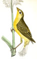 Alexander Wilson birds