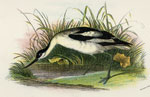 Avocet