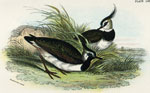 Lapwing