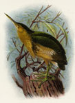Little Bittern