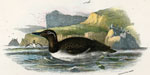 Bridled Guillemot