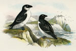 Little Auk