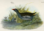 Moor Hen