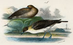 Richardson's Skua