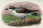 White-bellied Petrel