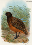 Black-headed Colin