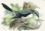 Great Grey Shrike