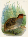 Hose's Francolin