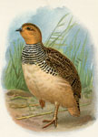 Hubbard's Francolin