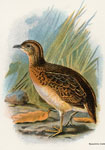 Whitehead's Bustard-Quail