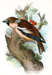 Wyman & sons birds