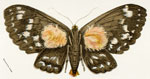 Crishna macrops