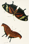 Marpesia peleus