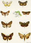 Eulepidotis detracta