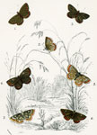 Polyommatus alexis