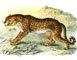 Wyman & Sons lithographs